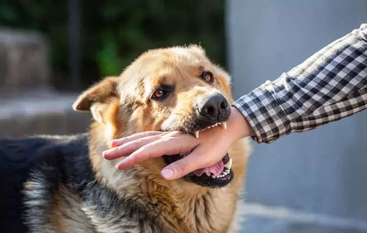 California Dogbite Lawyer: A dog biting a person's hand