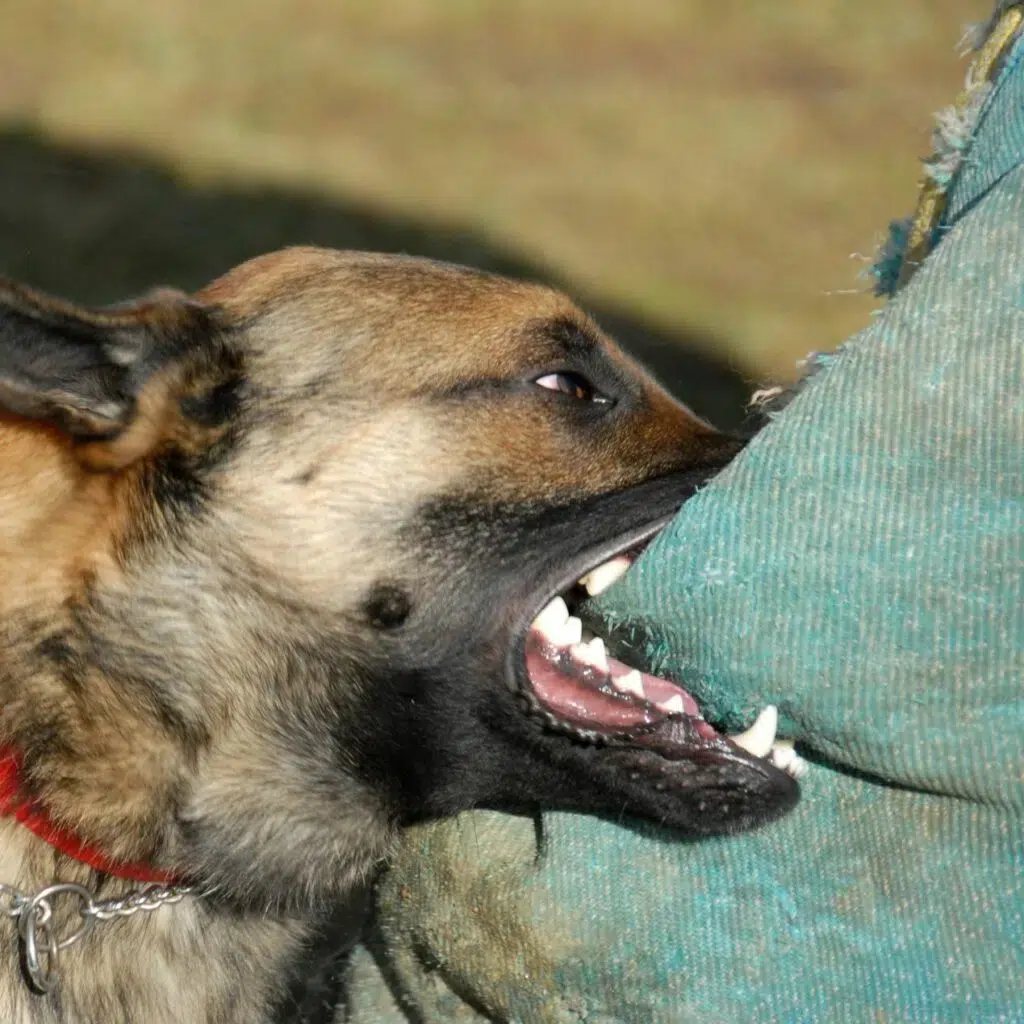 vicious dog biting on cloth 